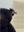 Steiff Teddybär Replika 1909 mit Brummstimme