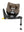 Maxi Cosi Pearl 360 Pro i-Size Truffle
