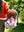 Joolz Day⁵ Hazel Brown All in One Bundle